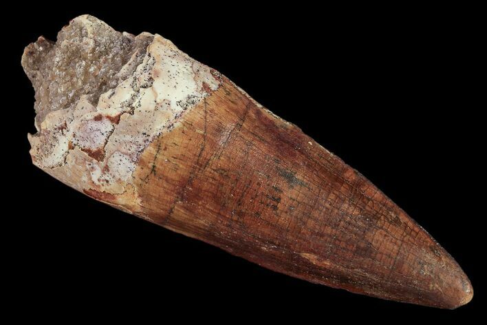 Real Spinosaurus Tooth - Top Quality Preservation #87404